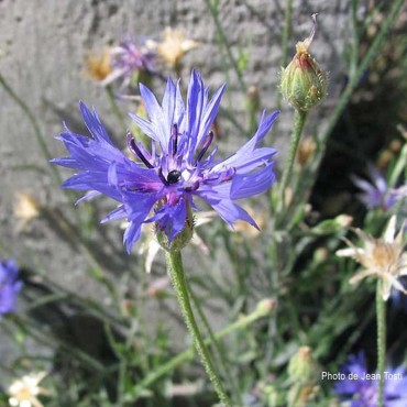 Eau florale de Bleuet bio