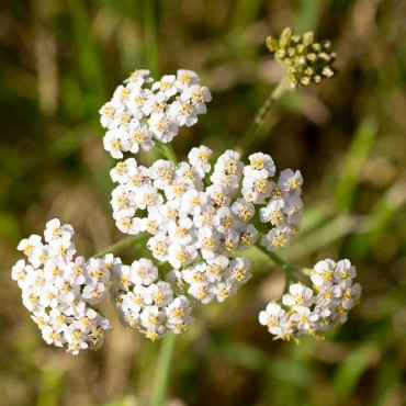 Teinture-mère Achilée millefeuille bio