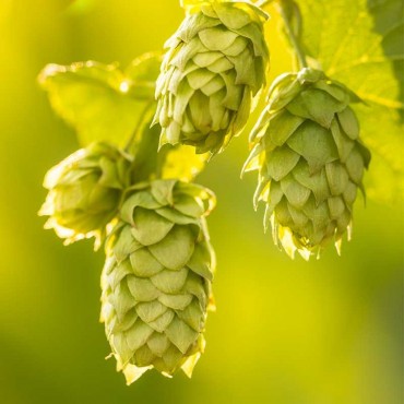 Teinture-mère de Houblon bio