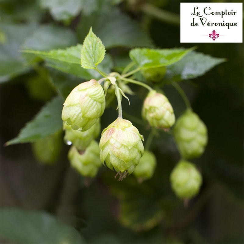 Houblon Cône entier Bio